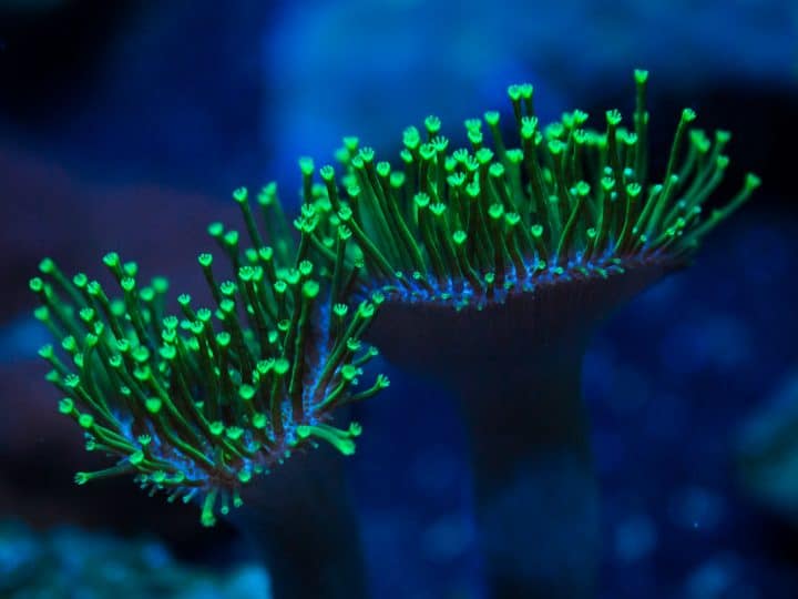 Two small stocks of green polyp toadstool leather coral side by side underwater on dark background.