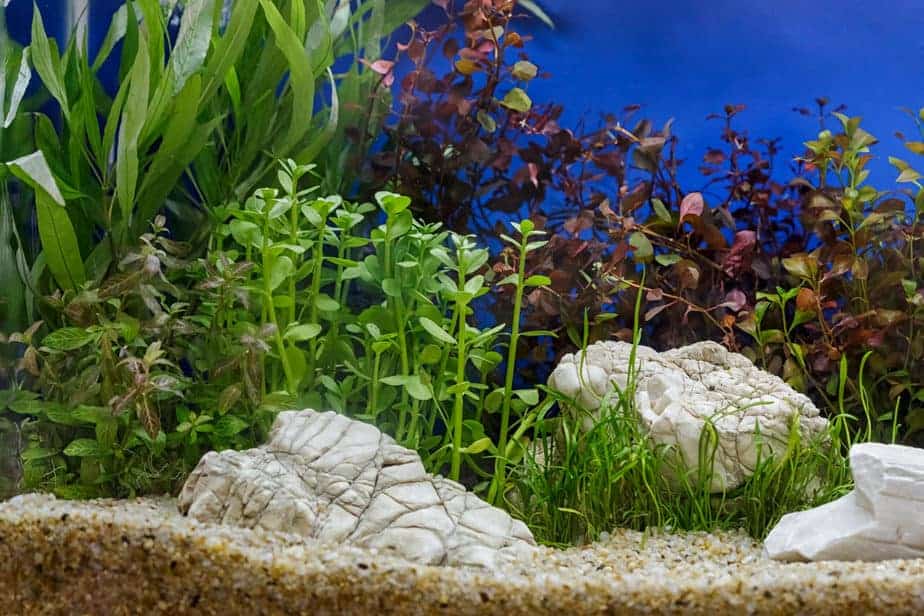 Aquarium plants decoration, aquatic fern and aquarium plant growth in aquarium tank.