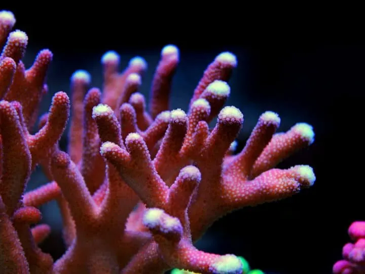 Sps Stylophora coral in saltwater coral reef aquarium tank - image