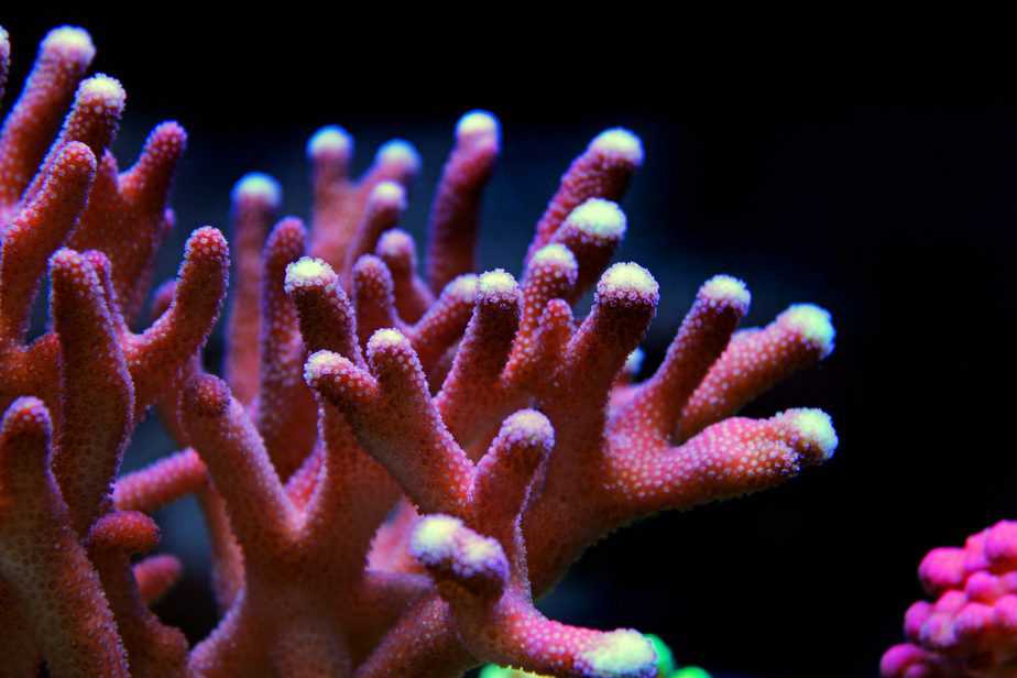 What Are SPS Corals: Stony Corals Explained For Beginners