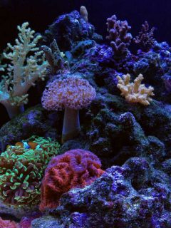 Saltwater full corals mixed aquarium is one of the most beautiful addition in the home