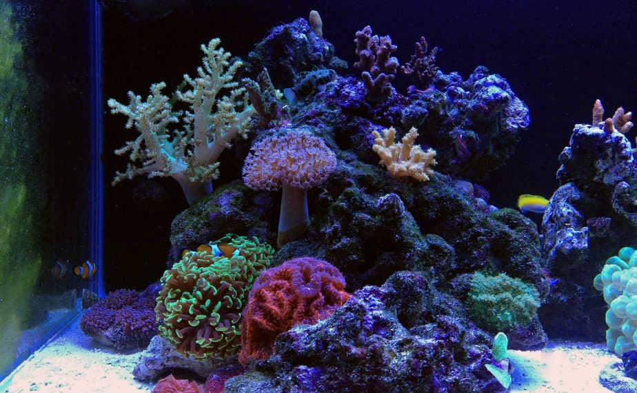 Saltwater full corals mixed aquarium is one of the most beautiful addition in the home