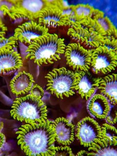 Detailed macro shot of green, purple and white colored zoanthid corals growing under water in a tight colony.