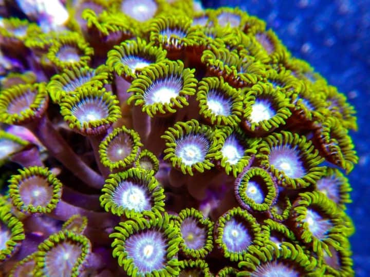 Detailed macro shot of green, purple and white colored zoanthid corals growing under water in a tight colony.