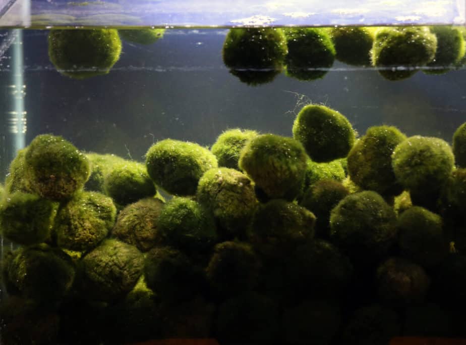 marimo moss balls in aquarium store