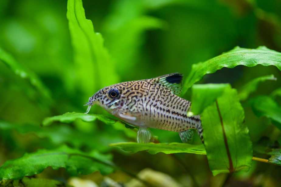 Corydoras paleatus. Pepper Cory Corydoras paleatus catfish. Fish Corydoras mottled, speckled Catfish sitting on the leaf of plants in the aquarium