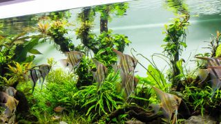 Schooling of freshwater angelfish in planted tank