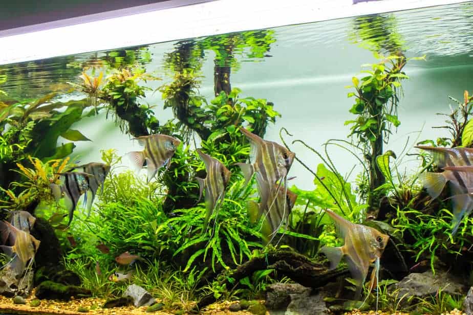 Schooling of freshwater angelfish in planted tank