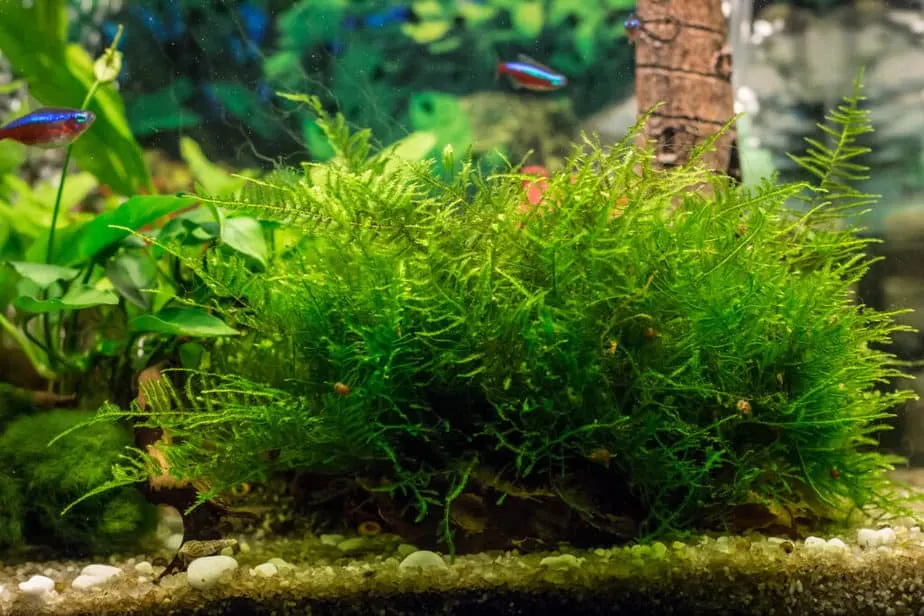 java moss in an aquarium with neon tetras in the background