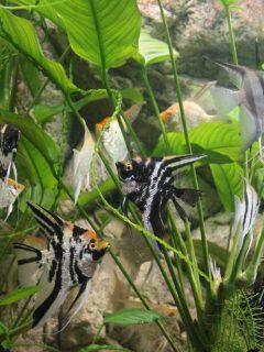A group of angelfish in the aquarium of the Siberian zoo
