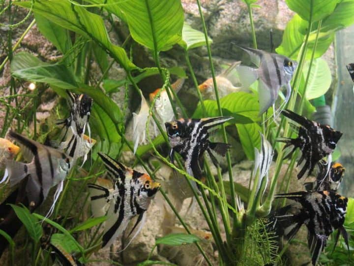 A group of angelfish in the aquarium of the Siberian zoo