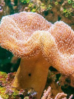 Sarcophyton , Mushroom coral Sarcophyton glaucum