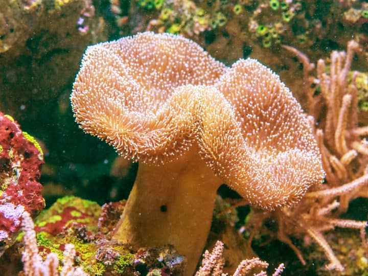 Sarcophyton , Mushroom coral Sarcophyton glaucum