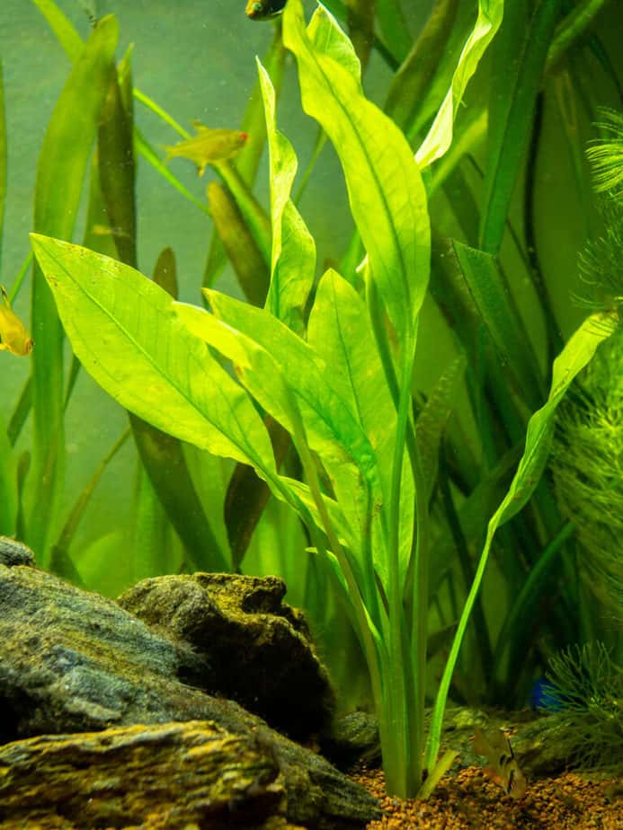tall amazon sword plant in aquarium