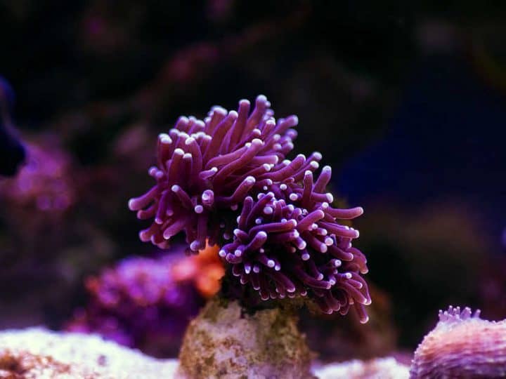 Euphyllia glabrescens is a species of large-polyped stony coral belonging to the family Caryophylliidae. Its common name is the torch coral due to its long sweeper tentacles tipped with potent cnidocytes.