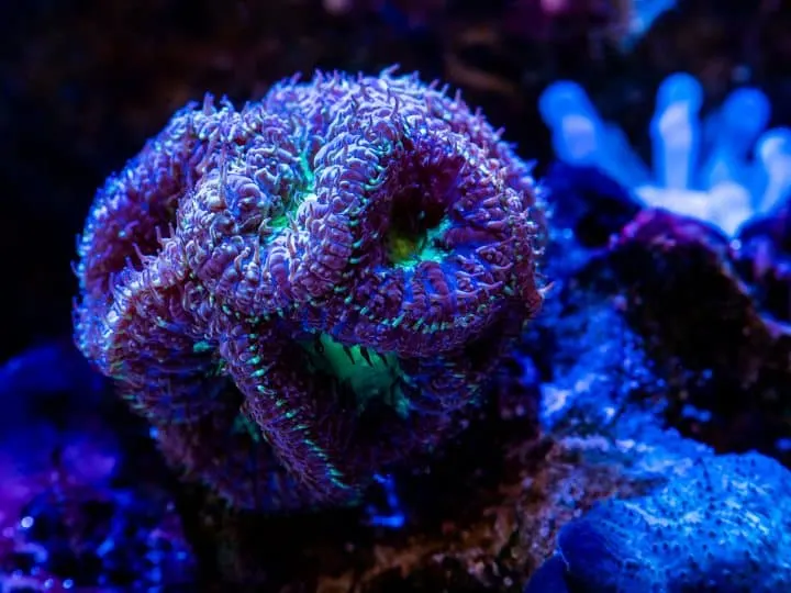 A purple and Green Blastomussa wellsi LPS coral in a reef aquarium