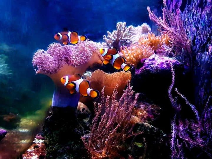 Scenic moment in amazing saltwater coral reef aquarium tank, one of the most expensive hobbies in the world