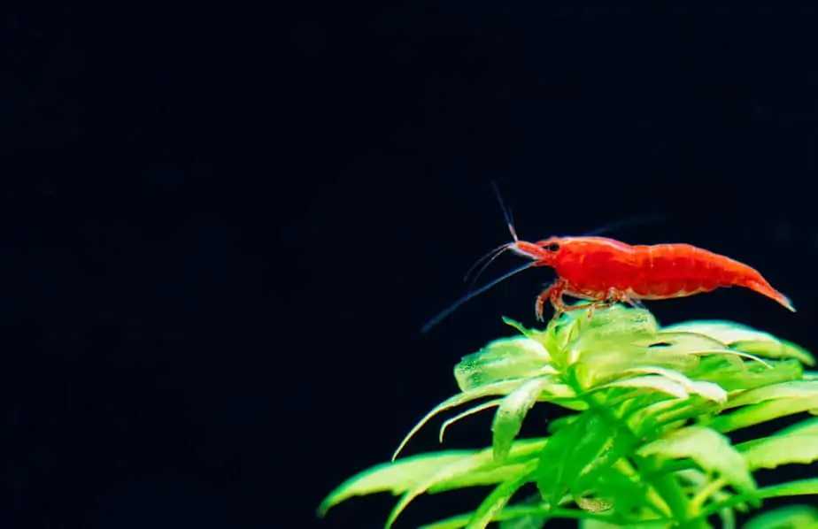 Big fire red or cherry dwarf shrimp with green background in fresh water aquarium tank