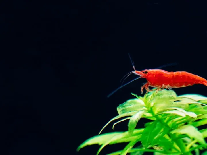 Big fire red or cherry dwarf shrimp with green background in fresh water aquarium tank