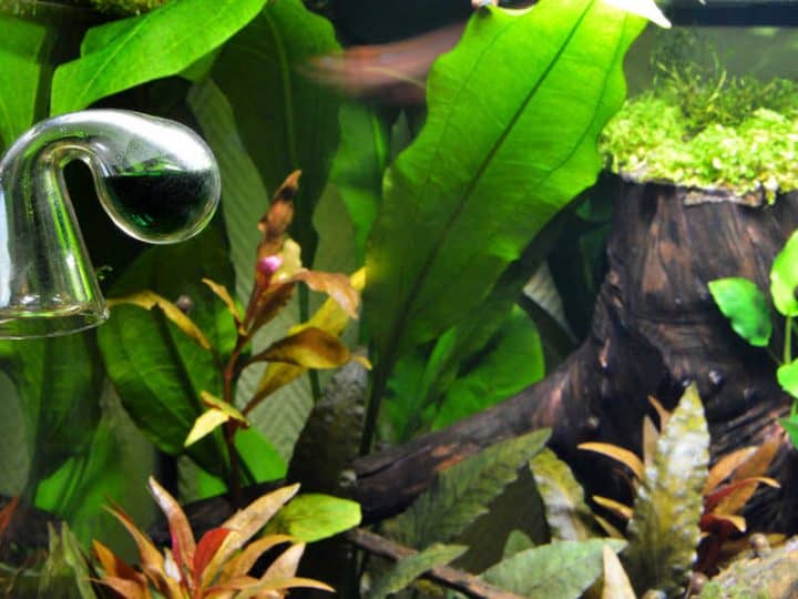 Drop checker with aquarium plants, to control the amount of co2 or carbon dioxide for plant growth.