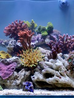 A reef aquarium full of corals