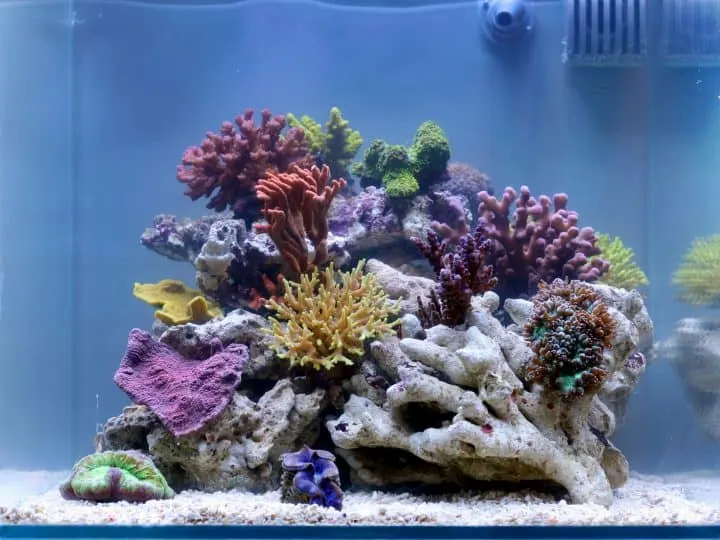 A reef aquarium full of corals