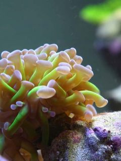 The Frogspawn Coral is a large polyp stony coral (LPS) often referred to as the Wall, Octopus, Grape, or Honey Coral. Its polyps remain visible throughout both the day and night