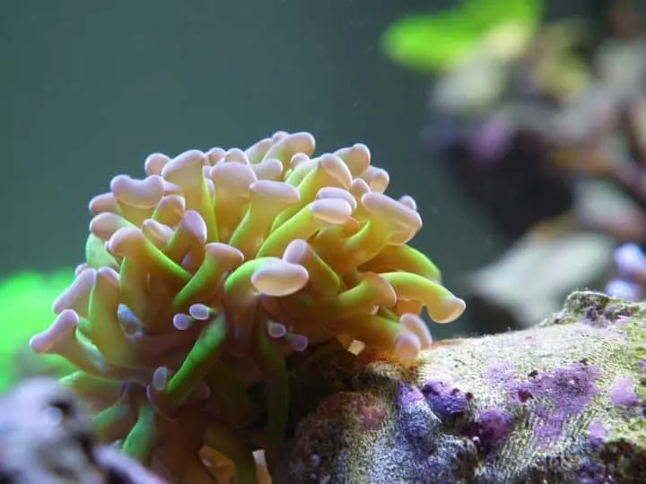 The Frogspawn Coral is a large polyp stony coral (LPS) often referred to as the Wall, Octopus, Grape, or Honey Coral. Its polyps remain visible throughout both the day and night