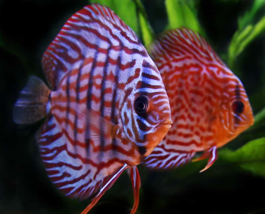 How Long Do Discus Fish Live if You Take Good Care of Them