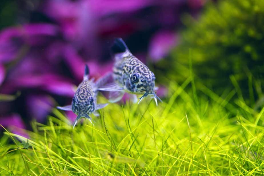 Easy Aquarium Plants That Don’t Need CO2