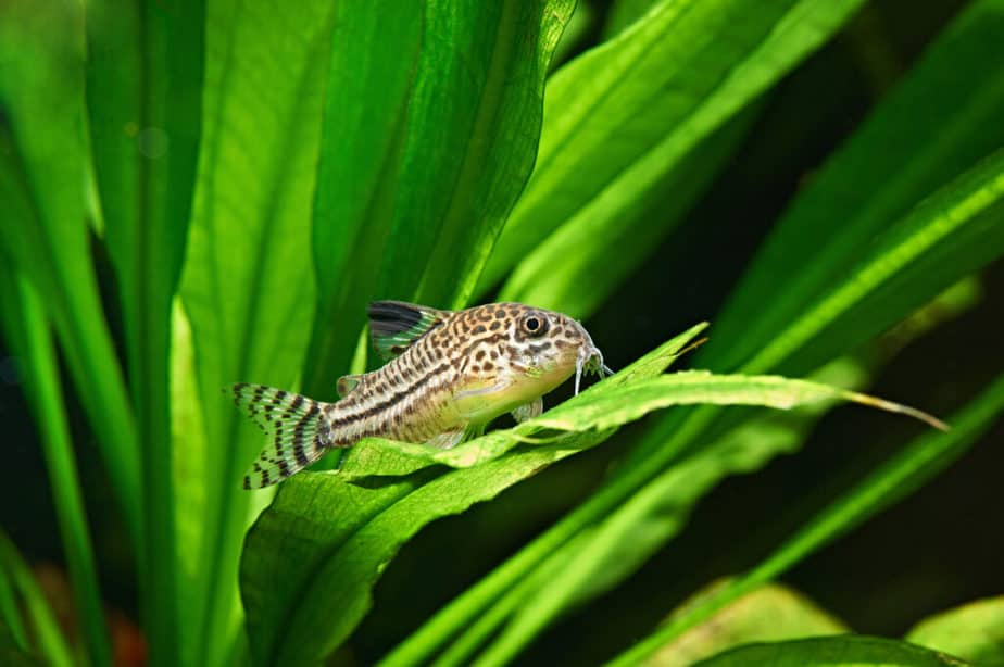 The 10 Best Aquarium Plants for Corydoras Catfish - Amazon sword