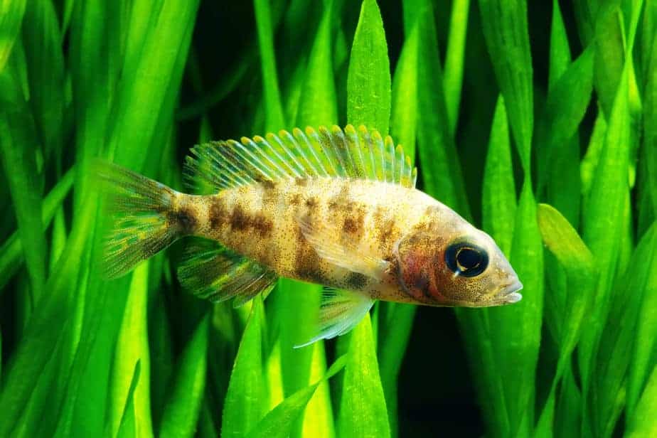 African spotted Cichlid in planted aquarium.