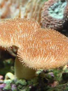 Beautiful soft coral in aquarium tank.