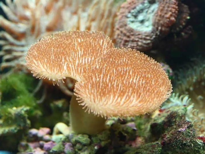 Beautiful soft coral in aquarium tank.