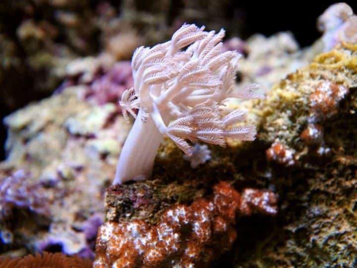 Xenia coral. Waving hand corals, pulse corals, pulsing xenia.