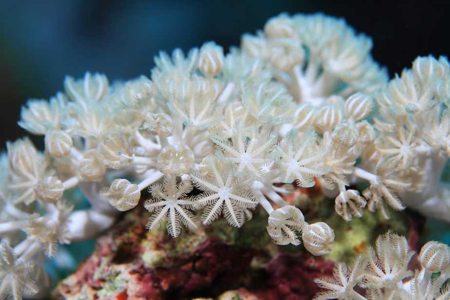 White pulse coral Xenia umbellata underwater in the coral reef of the Red Sea