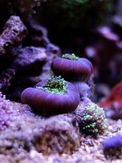 Colorful coral in reef aquarium tank in saltwater reef aquarium tank, underwater shot