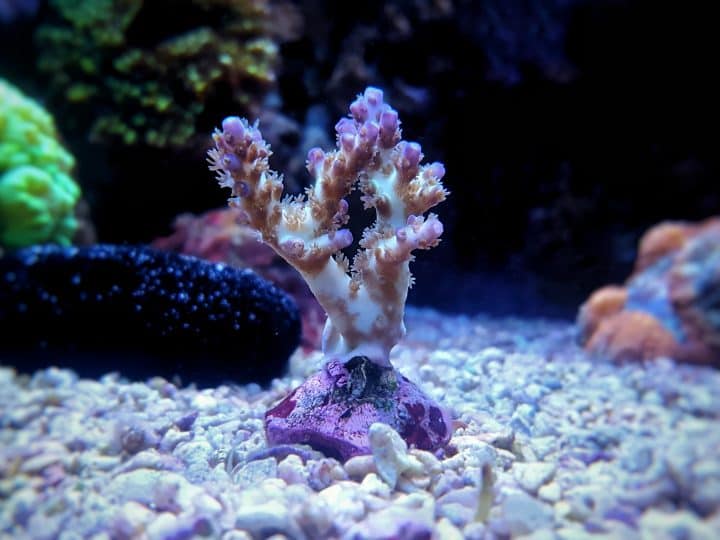 Colorful Acropora SPS coral in reef aquarium tank in saltwater reef aquarium tank, underwater macro shot