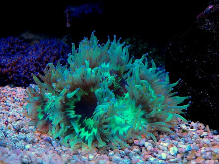 Elegance Coral is a large polyp stony LPS often referred to as Elegant Coral, Wonder Coral, or Ridge Coral. Under actinic lighting, the fluorescent qualities are beautiful with lime green, blue, orange, or purple-tipped tentacles which vary between branched or round and bulbous shapes