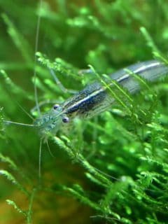 Amano shrimp named after the famous Japanese aquarist Takashi Amano