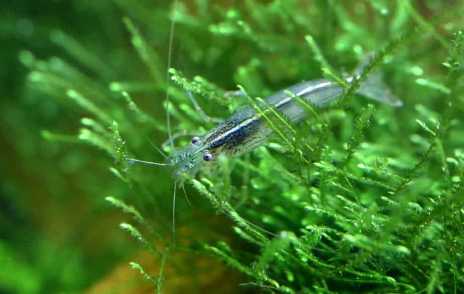 Amano shrimp named after the famous Japanese aquarist Takashi Amano