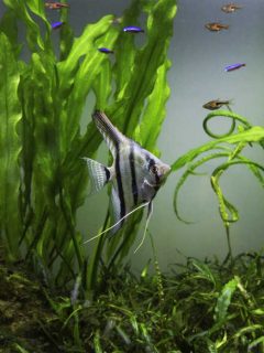 Water plant in aquarium tank with angelfish