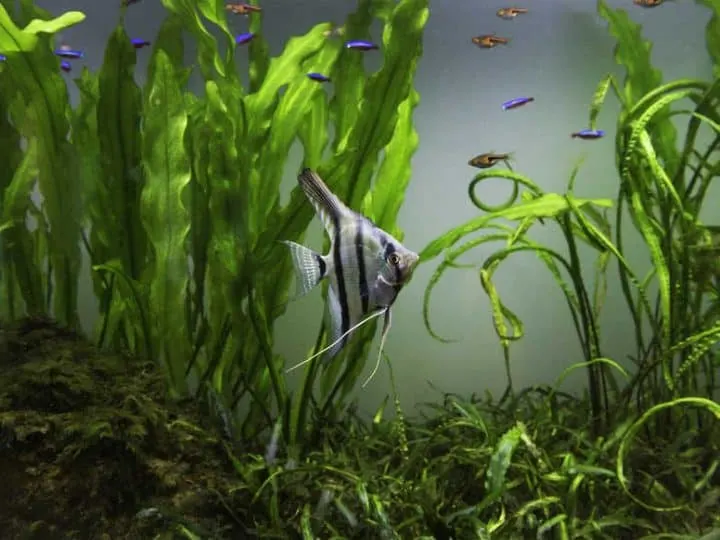 Water plant in aquarium tank with angelfish