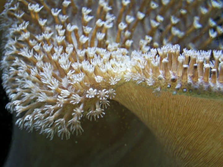 Leather coral macro