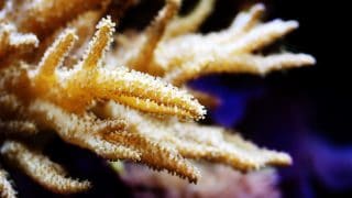 Beautiful Colt Coral (Alcyonium) in an aquarium.