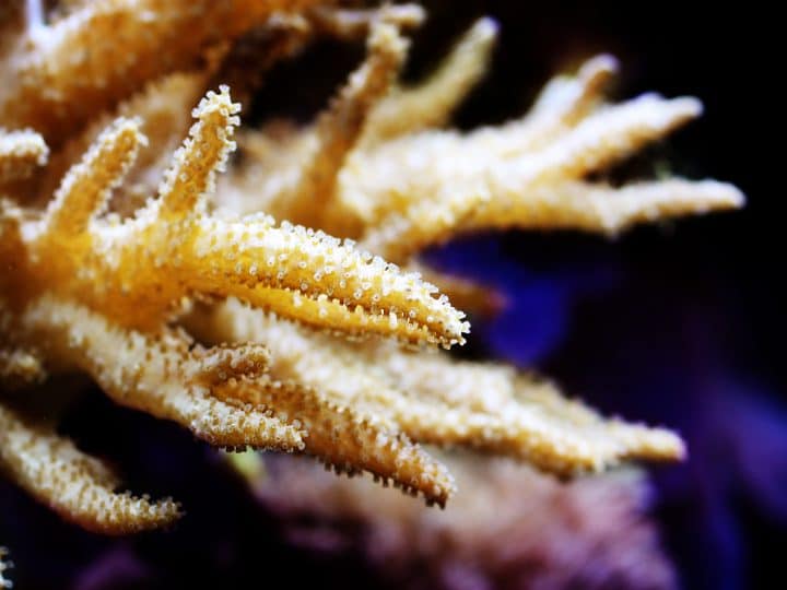 Beautiful Colt Coral (Alcyonium) in an aquarium.