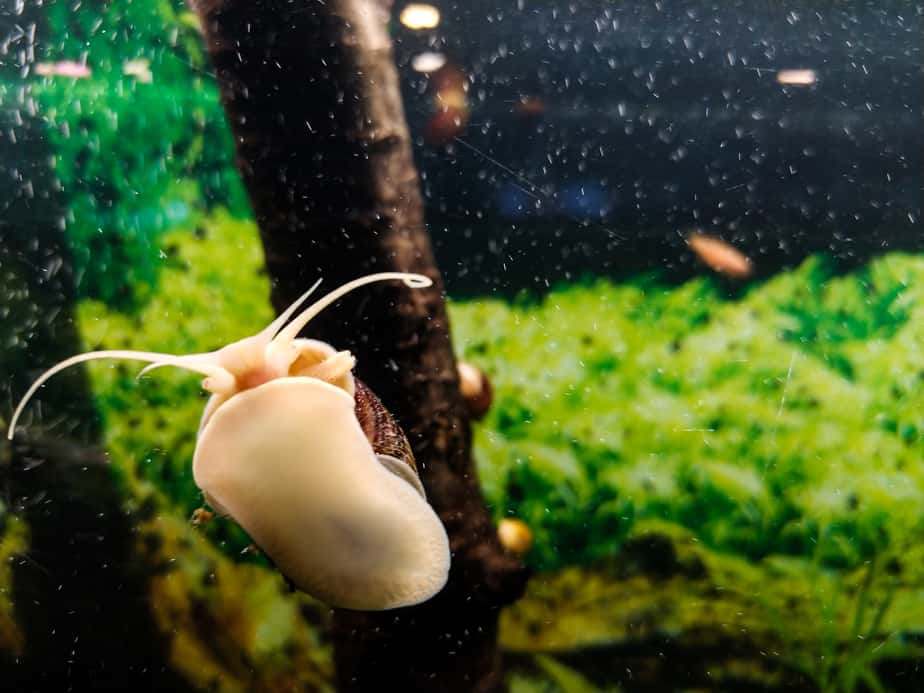 Are Aquarium Snails Nocturnal? The Surprising Answer