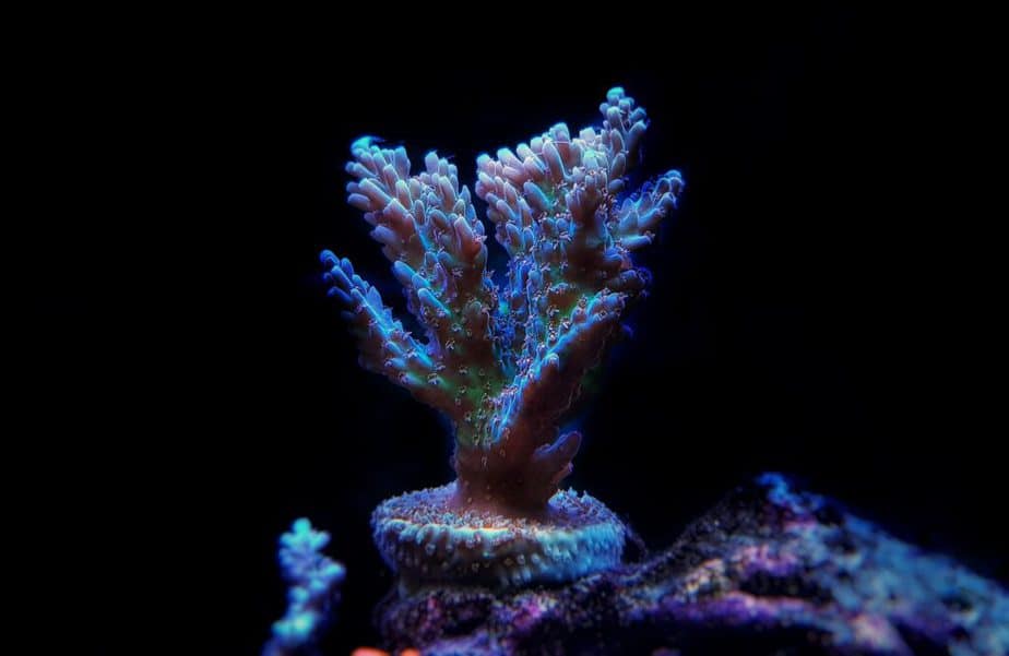 Fishnreef Single Plug Coral Frag Holder Mount Natural Reef Rock Made with Cured Aragonite from 