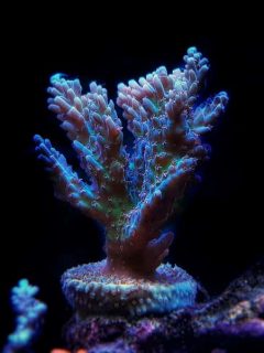 Acropora is a genus of small polyp stony coral in the phylum Cnidaria. Some of its species are known as table coral, elkhorn coral, and staghorn coral.