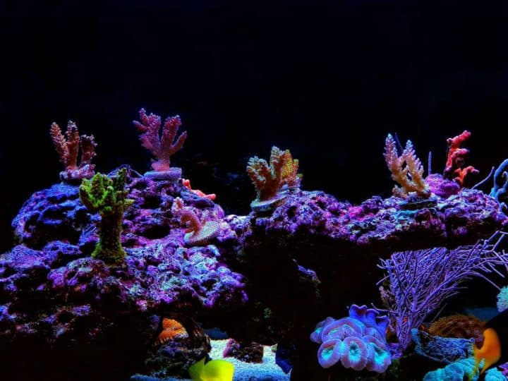 Acropora is a genus of small polyp stony coral in the phylum Cnidaria. Some of its species are known as table coral, elkhorn coral, and staghorn coral.